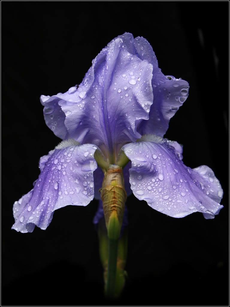 IMAGE: http://i14.photobucket.com/albums/a323/rathgarb/Pix/IMG_2373PPWWW.jpg