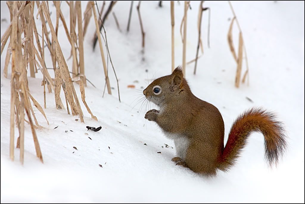 IMAGE: http://i14.photobucket.com/albums/a323/rathgarb/Pix/IMG_3980ppwww.jpg