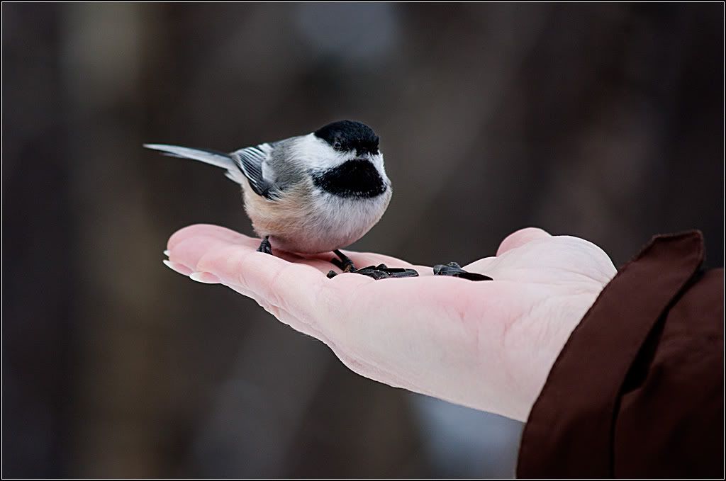 IMAGE: http://i14.photobucket.com/albums/a323/rathgarb/Pix/IMG_4004ppwww.jpg