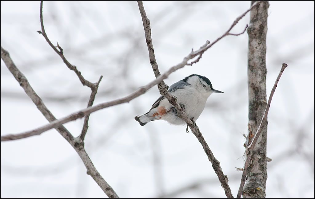 IMAGE: http://i14.photobucket.com/albums/a323/rathgarb/Pix/IMG_4010ppwww2.jpg