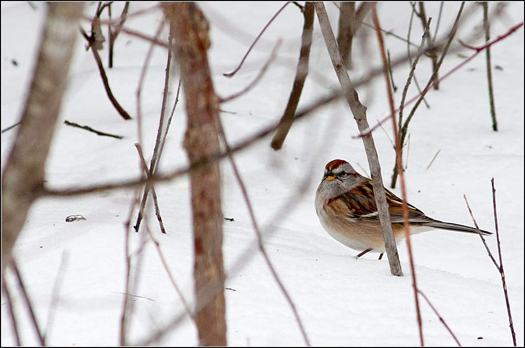 IMAGE: http://i14.photobucket.com/albums/a323/rathgarb/Pix/IMG_4026ppwww2.jpg