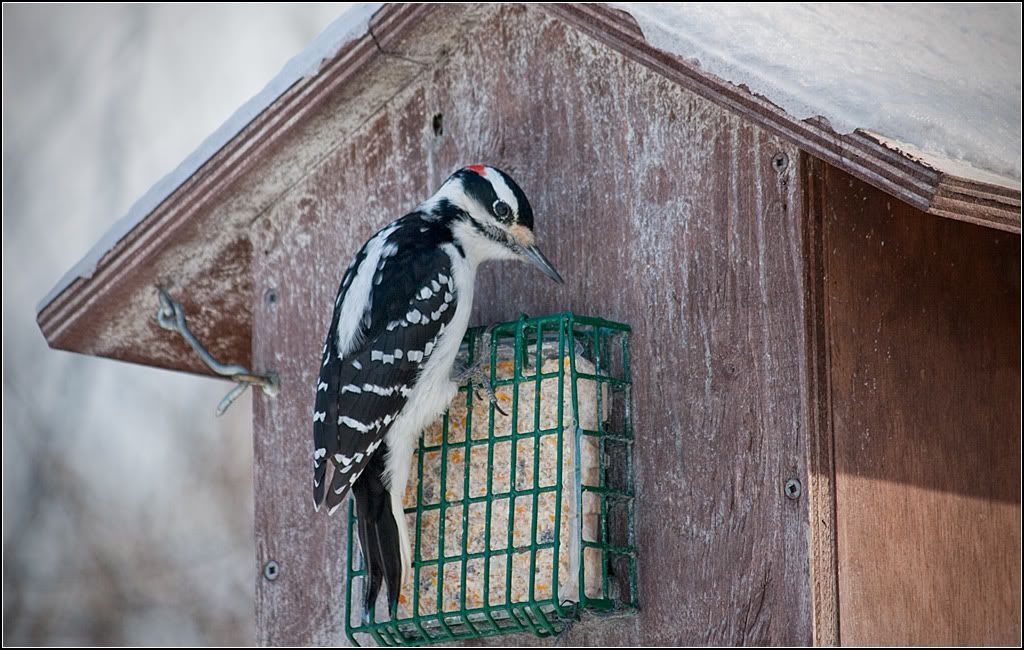 IMAGE: http://i14.photobucket.com/albums/a323/rathgarb/Pix/IMG_4057ppwww.jpg