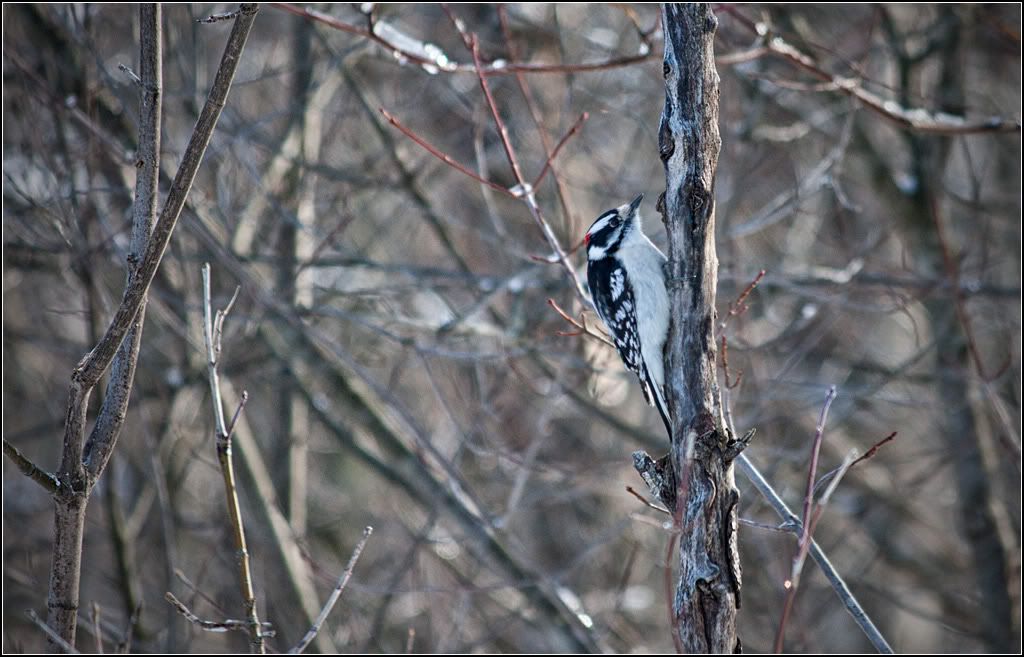 IMAGE: http://i14.photobucket.com/albums/a323/rathgarb/Pix/IMG_4076ppwww.jpg