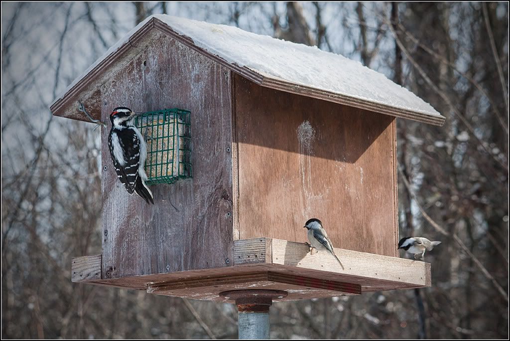 IMAGE: http://i14.photobucket.com/albums/a323/rathgarb/Pix/IMG_4086ppwww.jpg