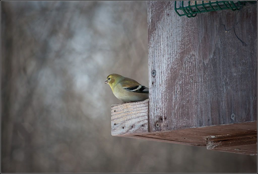 IMAGE: http://i14.photobucket.com/albums/a323/rathgarb/Pix/IMG_4094ppwww.jpg