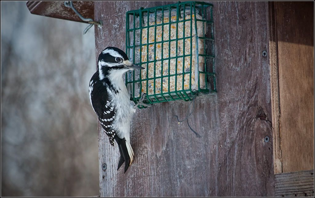 IMAGE: http://i14.photobucket.com/albums/a323/rathgarb/Pix/IMG_4096ppwww.jpg