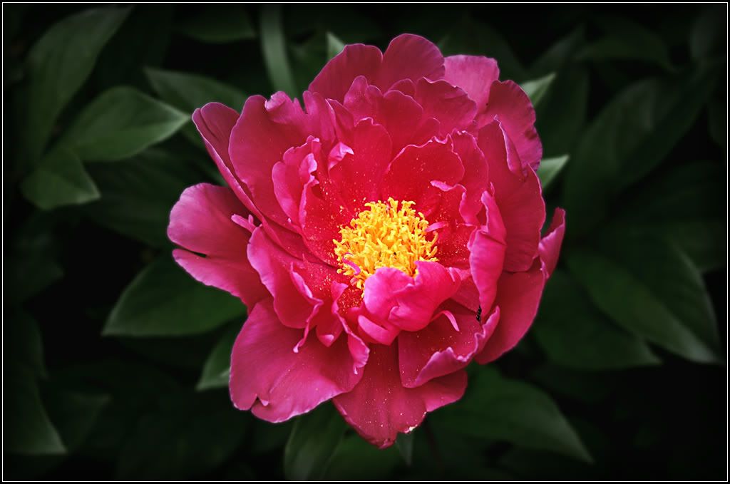 IMAGE: http://i14.photobucket.com/albums/a323/rathgarb/Pix/Peony1PPWWW.jpg