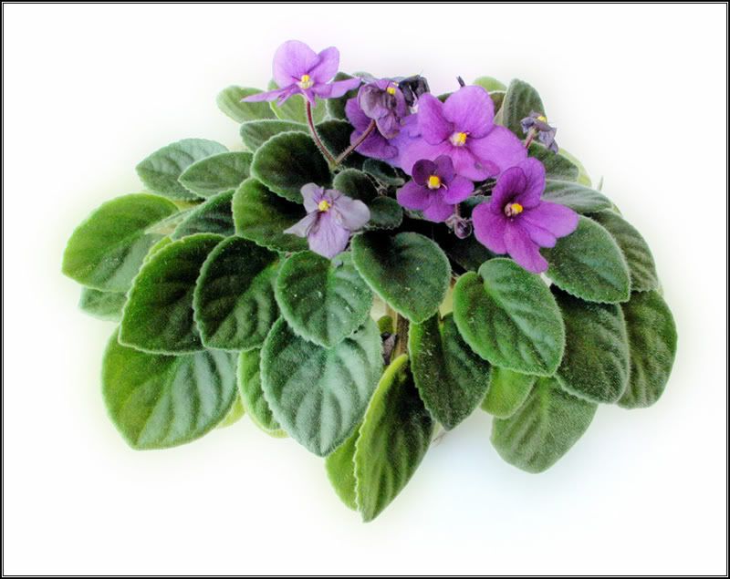 IMAGE: http://i14.photobucket.com/albums/a323/rathgarb/Pix/VioletPP.jpg