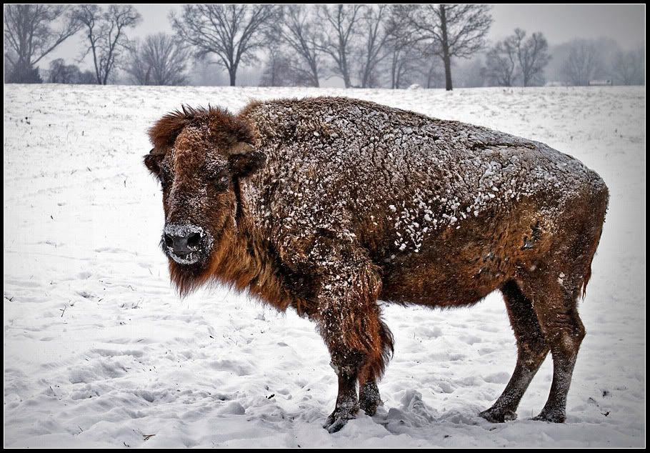 IMAGE: http://i14.photobucket.com/albums/a323/rathgarb/Pix/bisonPPWWW.jpg