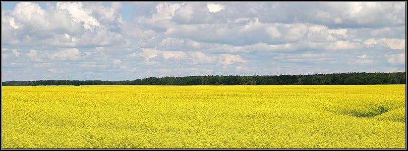 IMAGE: http://i14.photobucket.com/albums/a323/rathgarb/Pix/canolaPP.jpg