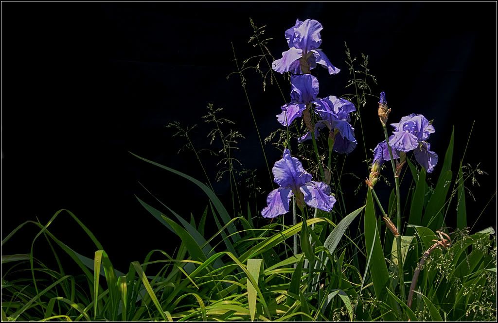 IMAGE: http://i14.photobucket.com/albums/a323/rathgarb/Pix/iris2HDR2.jpg