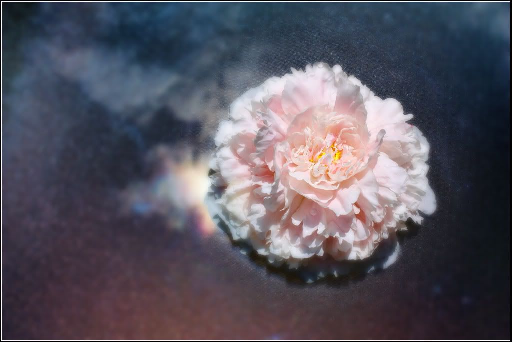 IMAGE: http://i14.photobucket.com/albums/a323/rathgarb/Pix/tablepeony2ppwww.jpg