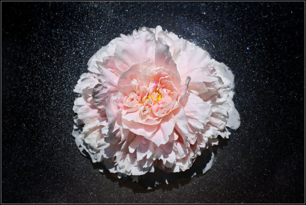 IMAGE: http://i14.photobucket.com/albums/a323/rathgarb/Pix/tablepeonyppwww.jpg