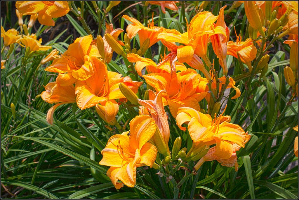 IMAGE: http://i14.photobucket.com/albums/a323/rathgarb/Untitled_HDR7ppwww.jpg