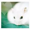 mouse1.jpg