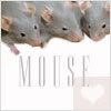 mouse2.jpg