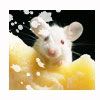 mouse3.jpg
