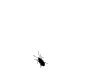 bug,animated