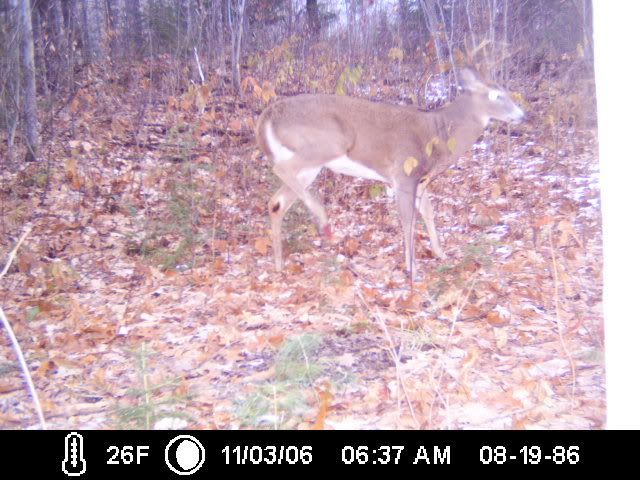 firstbuck.jpg