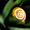 snailspace Avatar