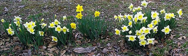 Daffodils Pictures, Images and Photos