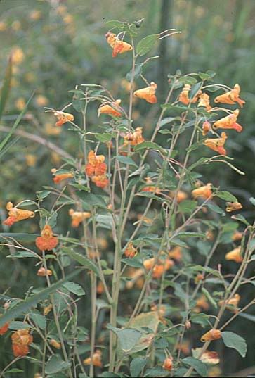 Jewelweed Pictures, Images and Photos