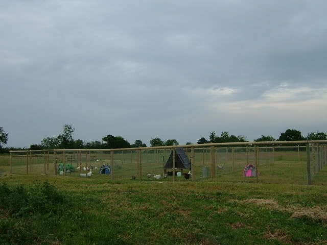 2005_0618ChickenRun0038.jpg