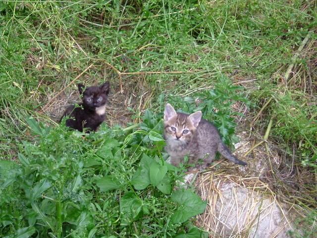 2005_0630Kittens0001.jpg