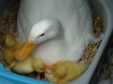 2005_0709Ducklings0004.jpg