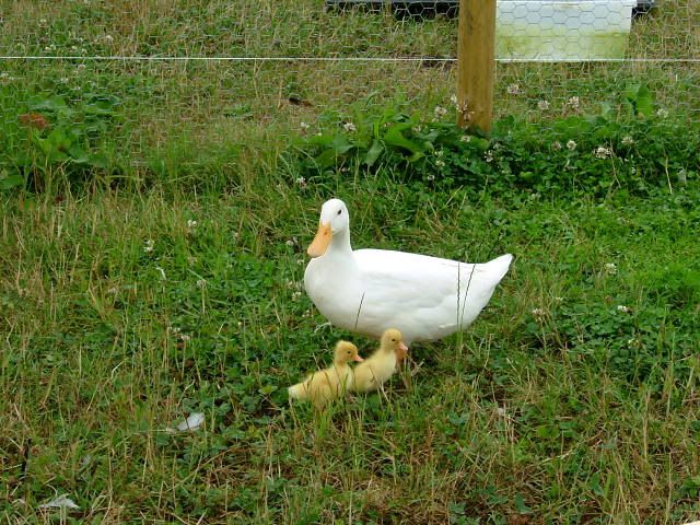 2005_0709Ducklings0007.jpg