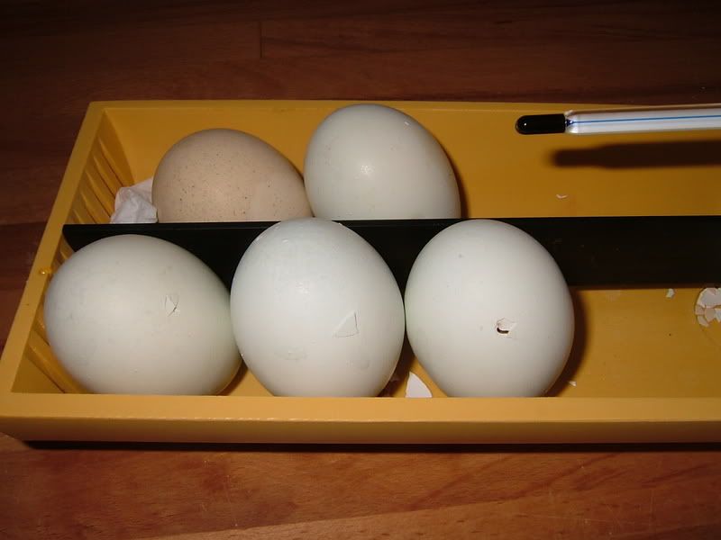 2005_0924Eggs0003.jpg