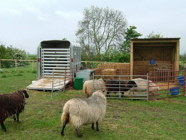 2007_0515Lambs0069.jpg