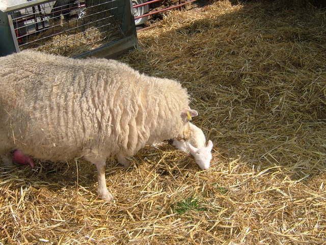2007_0601OllieLamb0019.jpg