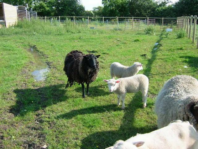 2007_0629ShornSheep0003.jpg