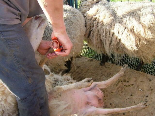 2007_0629ShornSheep0009.jpg