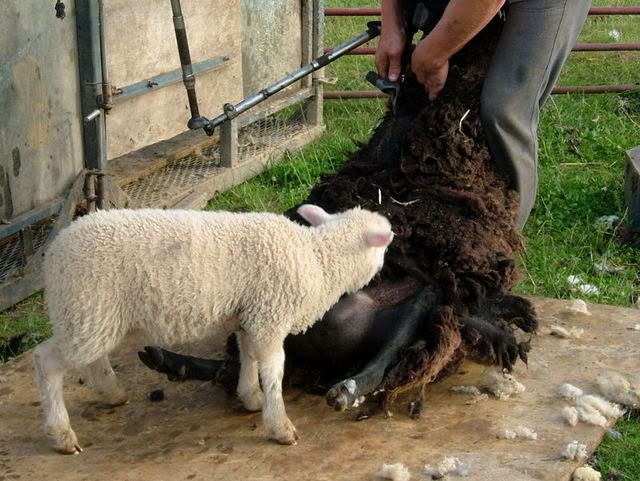 2007_0629ShornSheep0012.jpg