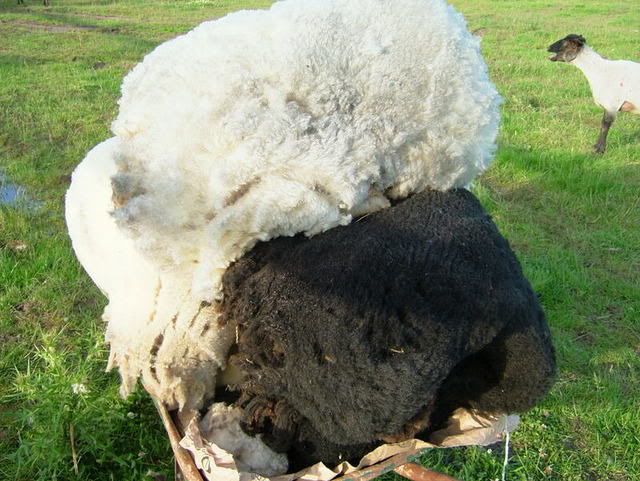 2007_0629ShornSheep0014.jpg