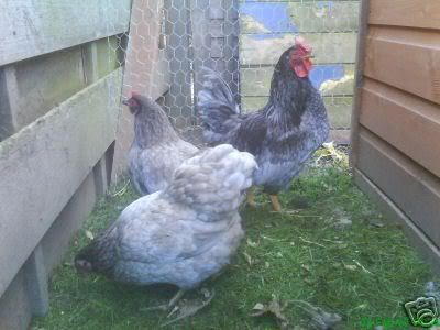 BlueWyandotte.jpg
