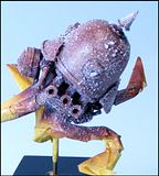 http://i14.photobucket.com/albums/a328/ben-grimm/Flying%20German%20Helmet/th_GFHWIP008.jpg
