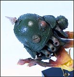 http://i14.photobucket.com/albums/a328/ben-grimm/Flying%20German%20Helmet/th_GFHWIP011.jpg