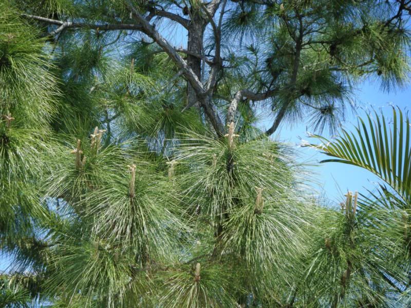 Pine Tree Crosses Pictures, Images & Photos Photobucket