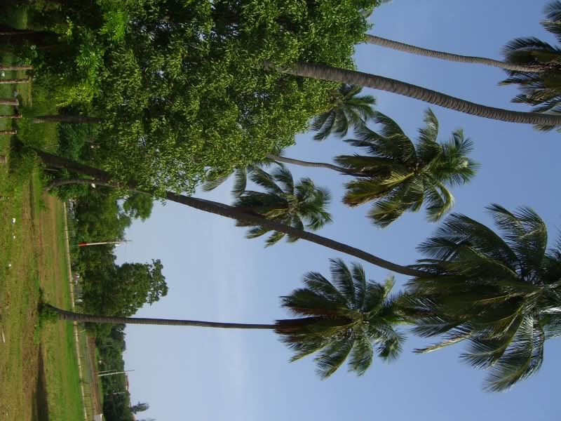 coconut trees