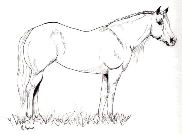 quarter horse coloring pages - photo #4