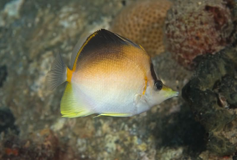 Longsnout Butterflyfish