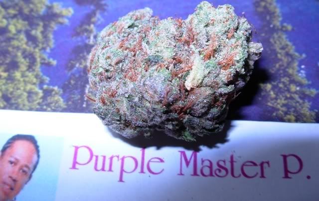 master p kush