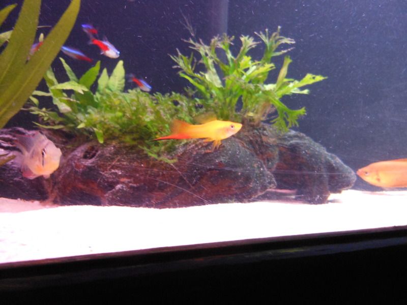 Sunset Tetra