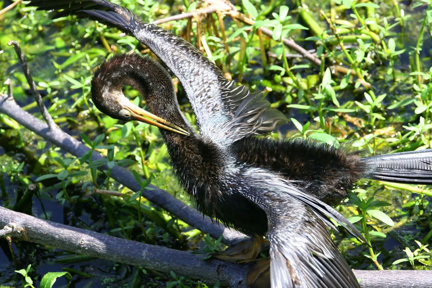 IMAGE: http://i14.photobucket.com/albums/a332/Shawdow/Nature/IMG_2277-size.jpg