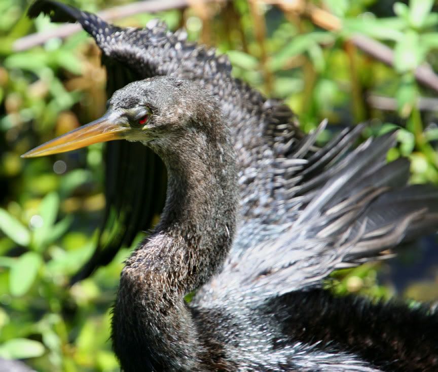 IMAGE: http://i14.photobucket.com/albums/a332/Shawdow/Nature/IMG_2281-size.jpg