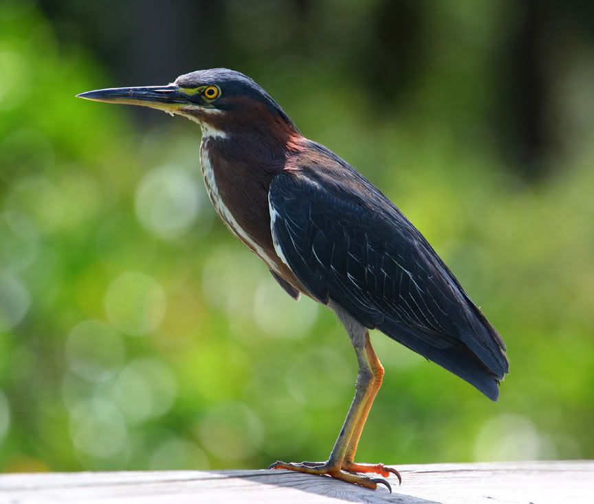 IMAGE: http://i14.photobucket.com/albums/a332/Shawdow/Nature/IMG_2303--size.jpg