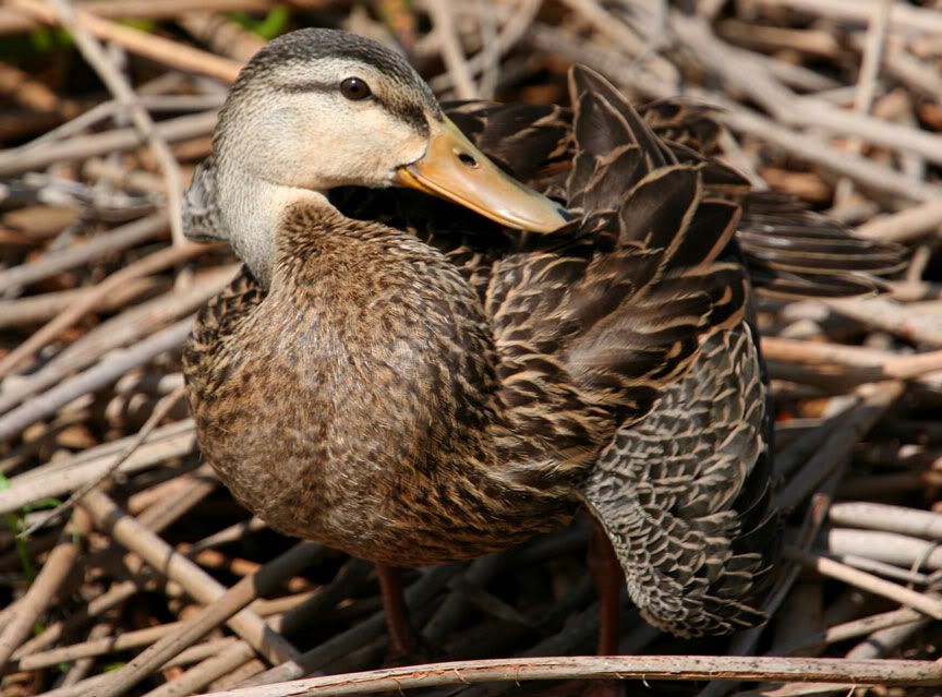 IMAGE: http://i14.photobucket.com/albums/a332/Shawdow/Nature/IMG_2314-size.jpg